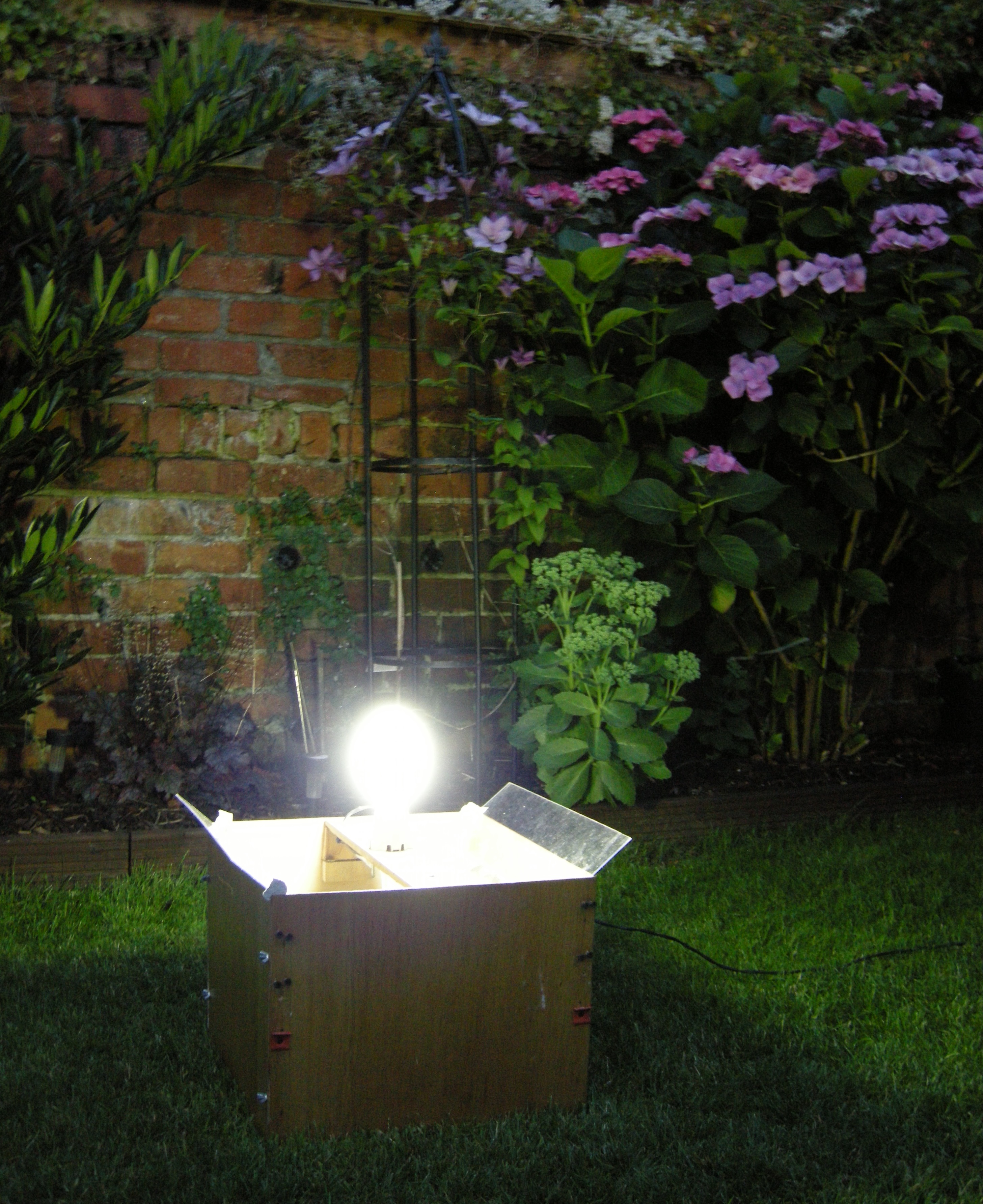 moth trap